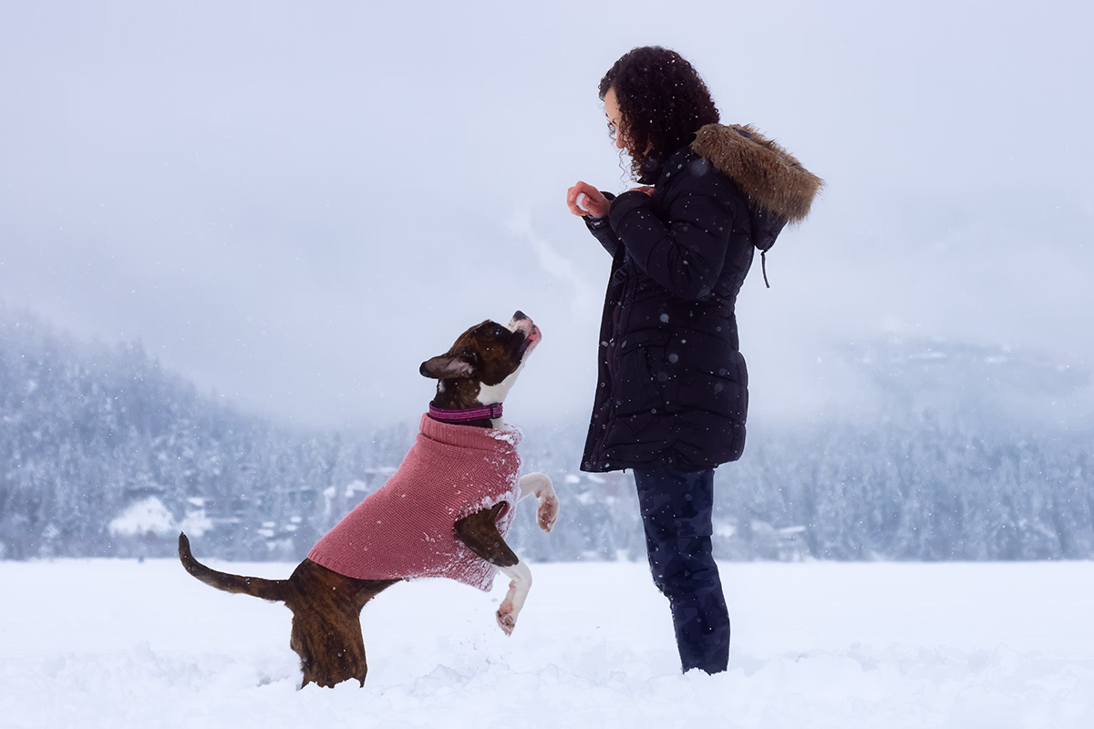 Whistler Dog Guide Information