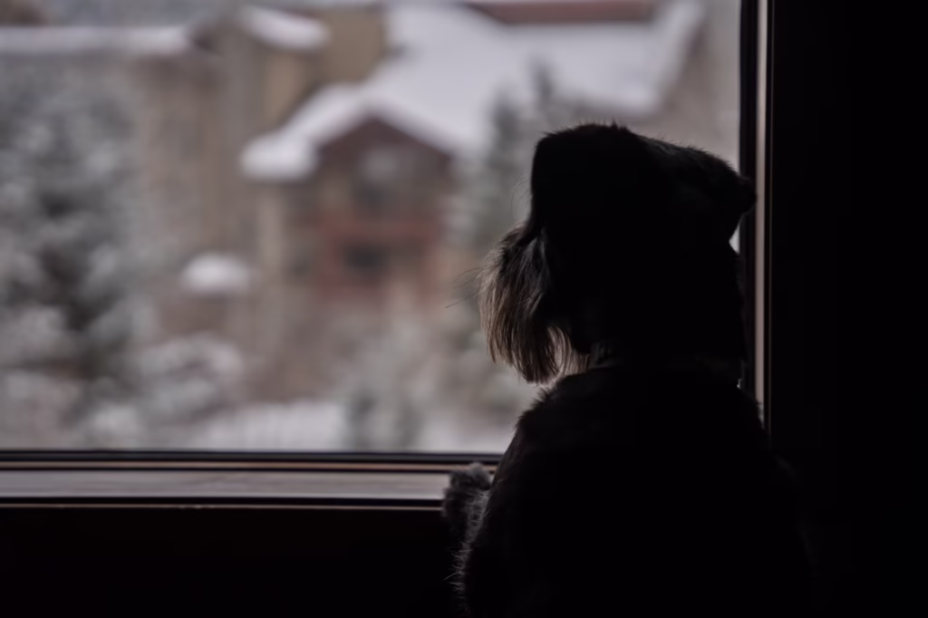 Dog Friendly Hotels Rooms In Whistler, Bc