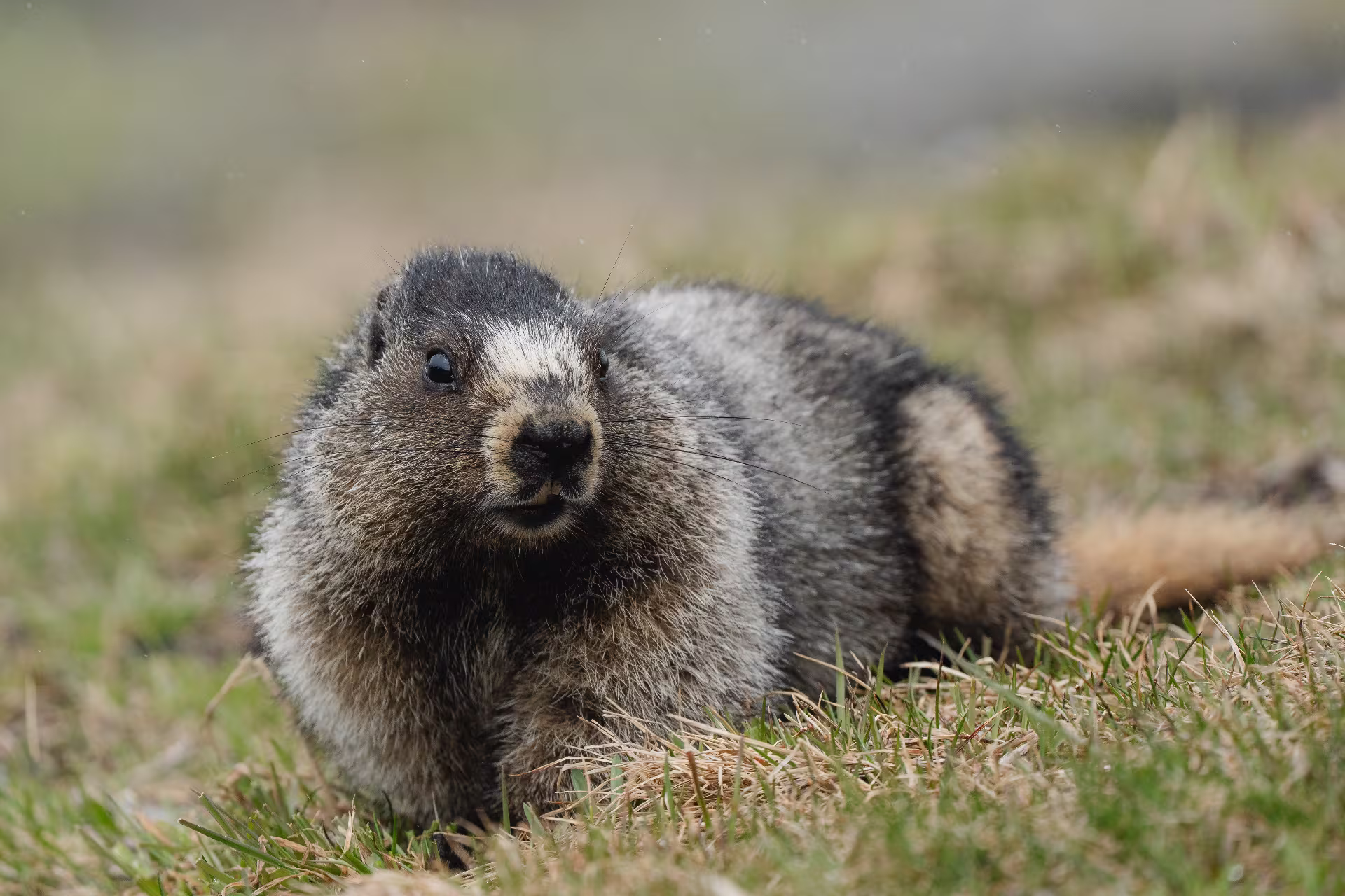 Hoary Marmot Whistler Mountain Canada