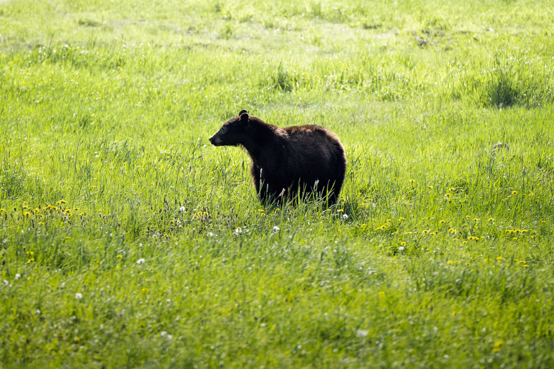 Bear Viewing Tours in Whistler
