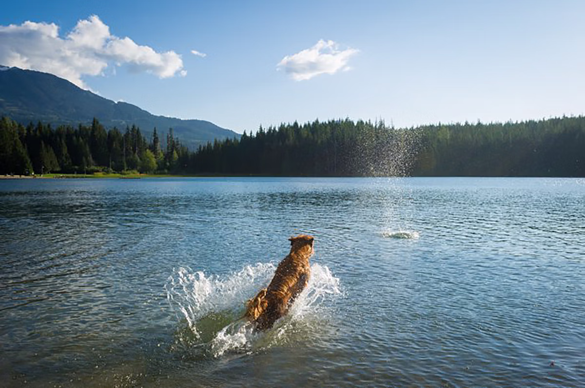 Dog Friendly Lost Lake Whistler