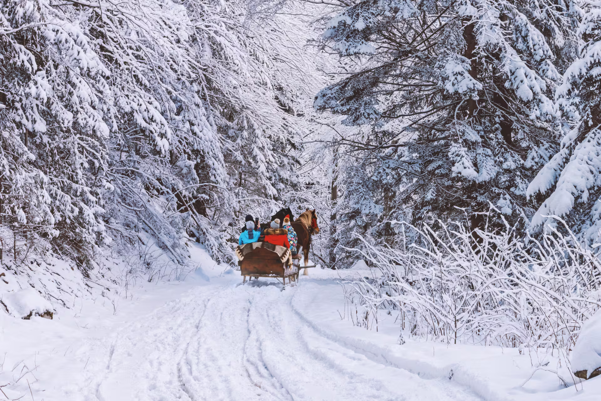 Winter Sleigh Rides In Whistler, Bc, Canada